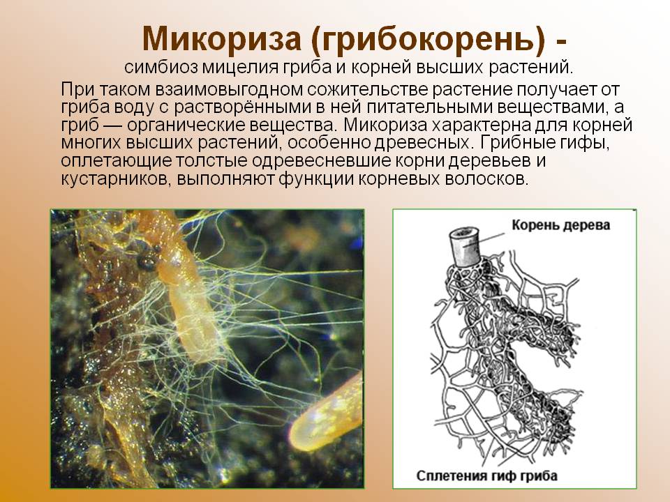 Симбиоз 2. Микориза с грибами-симбионтами. Микориза грибокорень. Строение грибов микориза. Строение гриба микориза.